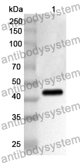 Anti-SRC Polyclonal Antibody