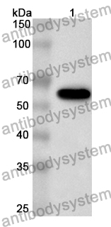 Anti-SRC Polyclonal Antibody