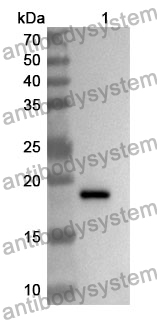 Anti-COX4/COX4I1 Polyclonal Antibody