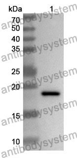 Anti-IL7 Polyclonal Antibody