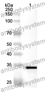 Anti-CCL4/MIP-1-beta Polyclonal Antibody