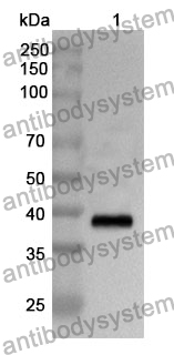 Anti-CD107b/LAMP2 Polyclonal Antibody