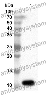 Anti-CCL2/MCP-1 Polyclonal Antibody