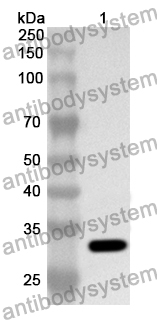 Anti-CD49d/ITGA4 Polyclonal Antibody