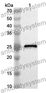 Anti-Human ATP1A3 Polyclonal Antibody