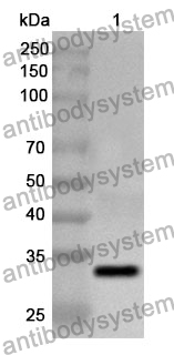 Anti-CD66a/CEACAM1 Polyclonal Antibody