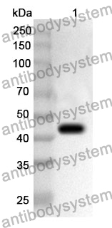 Anti-ENO3 Polyclonal Antibody