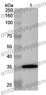 Anti-CD59 Polyclonal Antibody