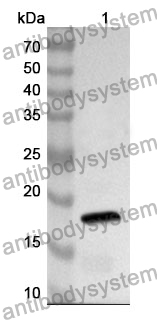 Anti-GFAP Polyclonal Antibody