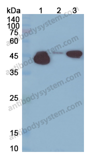 Anti-GFAP Polyclonal Antibody