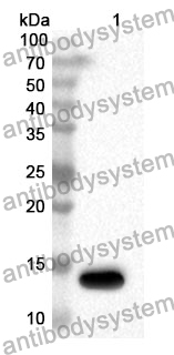 Anti-MIF Polyclonal Antibody