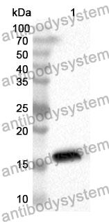 Anti-PLA2G2A Polyclonal Antibody