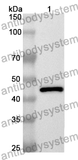 Anti-NCF1 Polyclonal Antibody