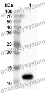 Anti-CCNB1 Polyclonal Antibody