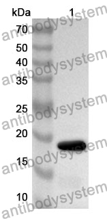 Anti-GLUT4/SLC2A4 Polyclonal Antibody