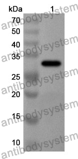 Anti-IDE Polyclonal Antibody