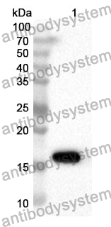 Anti-CD42a/GP9 Polyclonal Antibody