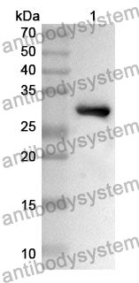 Anti-POU2F1 Polyclonal Antibody