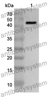 Anti-IDO1 Polyclonal Antibody