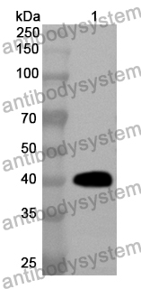 Anti-DAO Polyclonal Antibody