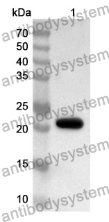 Anti-LIF Polyclonal Antibody