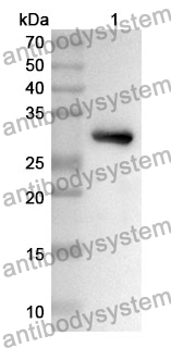 Anti-BRAF Polyclonal Antibody