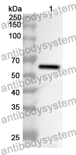 Anti-CPA3 Polyclonal Antibody