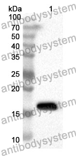 Anti-FABP4 Polyclonal Antibody