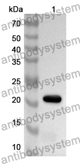 Anti-CD13/ANPEP Polyclonal Antibody