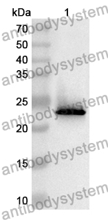 Anti-Human RAC2 Polyclonal Antibody