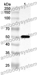 Anti-Human GSPT1 Polyclonal Antibody