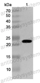 Anti-Human MYOG Polyclonal Antibody