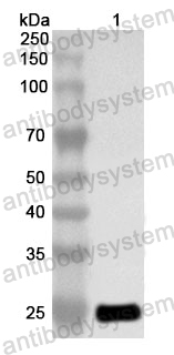 Anti-Human ATF2 Polyclonal Antibody