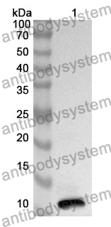 Anti-AREG Polyclonal Antibody