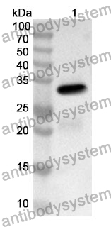 Anti-CD46 Polyclonal Antibody