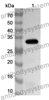 Anti-NQO1 Polyclonal Antibody