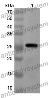 Anti-VEGFA Polyclonal Antibody