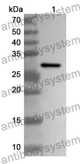 Anti-CD1E Polyclonal Antibody