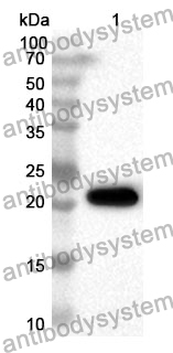 Anti-CD179b/IGLL1 Polyclonal Antibody