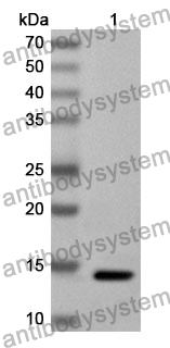 Anti-CD227/MUC1 Polyclonal Antibody