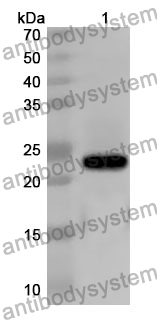 Anti-CD44 Polyclonal Antibody