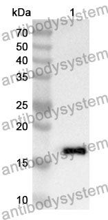 Anti-H2AX Polyclonal Antibody