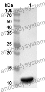 Anti-CD31/PECAM1 Polyclonal Antibody