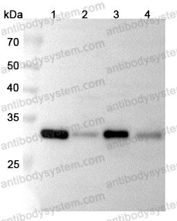 Anti-CD326/EPCAM Polyclonal Antibody