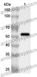 Anti-POR Polyclonal Antibody