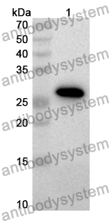 Anti-Human CRISP2 Polyclonal Antibody