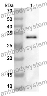 Anti-CD36 Polyclonal Antibody