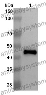 Anti-Human HSPA6 Polyclonal Antibody