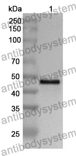 Anti-GOT1 Polyclonal Antibody