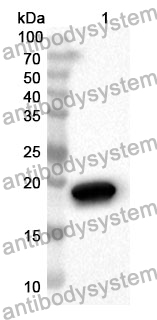 Anti-CX43/GJA1 Polyclonal Antibody